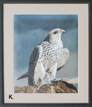 Immature Gyfalcon by H. Cobb Gilbert 1985 - Framed Art Print